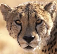 Cheetah Jaguar Leopard Lion Or Tiger Which Is Fastest