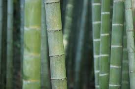 In fact, you can start a try buying 20 different popular varieties to start out. How To Start A Bamboo Farm Farm Animals