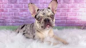Check spelling or type a new query. French Bulldog Puppies Philippines Home Facebook