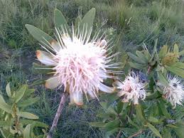 Image result for Protea madiensis
