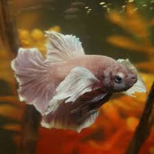 Bettas Siamese Fighting Fish Betta For Sale Thatpetplace Com Betta Fish Betta Siamese Fighting Fish
