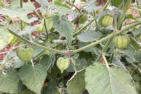 An einem geschützten, sonnigen standort bildet sie als kübelpflanze leckere und gesunde früchte. Physalis Pflanzen Und Aromatische Gesunde Beeren Im Garten Ernten