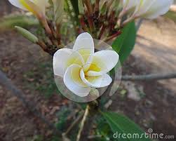 Frangipani Red Paucipan Red Jasmine Red Frangipani Spanish Jasmine Pagoda Tree Caterpillar Tree Common Frangipani Whi Yellow Flowers Frangipani Flowers