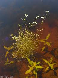 Image result for Callitriche