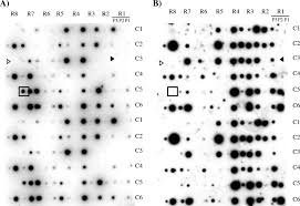 Image result for pseudomonas savastanoi pv nerii oleander symptoms