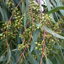 Image result for Eucalyptus camaldulensis