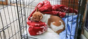 Before bringing home that adorable puppy you seen in the pet store window, remember that all dogs need the following: Puppy Dog Crate Training 101