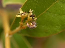 Image result for Dichapetalum rhodesicum