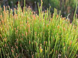 Image result for Gnetaceae