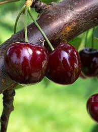 Tieton (soi american foarte rar in romania, are cirese uriase de pana la 14 grame, dar nu e foarte productiv) 2. Cires Van Pepiniera Cornesti