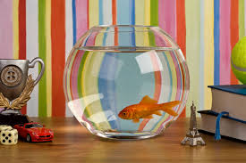 The key to keeping aquarium fish healthy is to maintain high water quality in the tank, and that simply isn't possible with a fish bowl. Fish Tank Decoration Ideas Using Everyday Items Lovetoknow