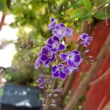 Often you see them as low bushes or hedges. Duranta Erecta Sapphire Showers Picotee Sky Flower In Gardentags Plant Encyclopedia