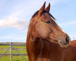 Image of Selle Francais horse
