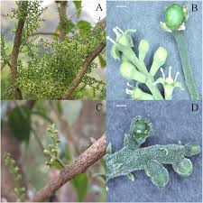 Image result for Pentarhopalopilia