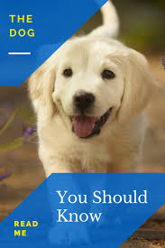 Dogs Stuff Want Information About Dogs Look For Good Tips Here Want To Know More Click On The Image Dogsstuff Dogcare Dogs Dog Care Puppy Training