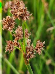 Image result for Schoenoplectiella