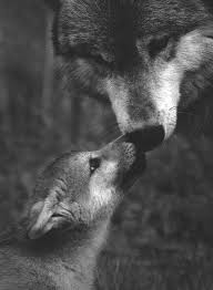 Beautiful Black And White Wolf Pictures This Insignificant Life Animals Beautiful Animals Wild Animals