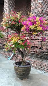 Berikut adalah cara membuat bonsai kelapa sendiri di rumah. Gambar Pokok Bonsai Bunga Kertas Gambar Bunga