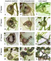 Image result for Utricularia reflexa