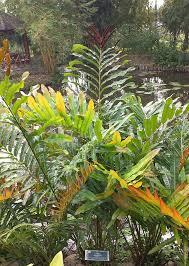 Image result for Acrostichum aureum