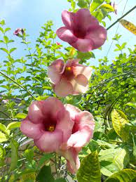 Pin On Flowers