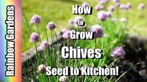 How to harvest chives from garden. How To Grow Chives Garlic Chives 101 Seed To Kitchen Planting Problems Harvest Using Youtube