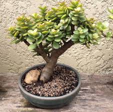 Maybe you would like to learn more about one of these? Crassula Ovata Jade Plant Bonsai Planting Succulents Jade Bonsai