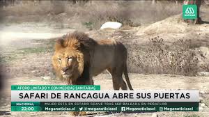 We would like to show you a description here but the site won't allow us. Safari De Rancagua Abre Sus Puertas Con Aforo Limitado Y Medidas Sanitarias Domiplay