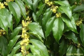 Image result for Dovyalis hispidula