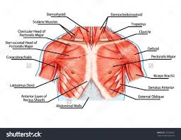 The muscular system is made up of specialized cells called muscle fibers. Pin On Human Anatomy Study