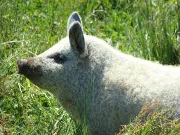 Check spelling or type a new query. Are Wooly Mangalitsa Pigs Right For Your Homestead Hello Homestead