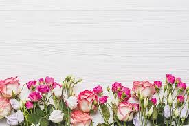 White flower background blue flowers roses flower kat jayne. Eustoma Hd Wallpapers Free Download Wallpaperbetter