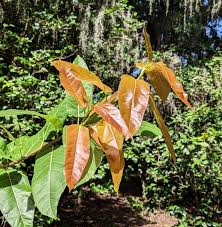 Image result for Ficus ingens