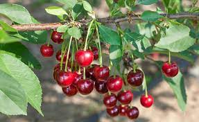 In deutschland gibt es verschiedene definitionen, die einander zum und wie unterscheidet man obst von gemüse? Die Besten Obst Und Gemusearten Fur Den Schatten Mein Schoner Garten