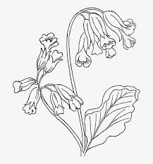 Maybe you would like to learn more about one of these? Dry Flower Clipart Black And White Transparent Png 510x599 Free Download On Nicepng