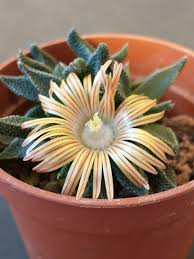 Image result for Nananthus vittatus