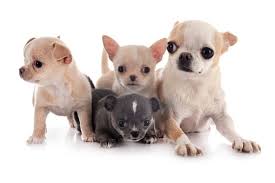 The average teacup lives seven to twelve years. Chihuahua Puppies For Sale Chihuahua Puppies For Sale Near Me