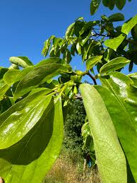 Image result for Diospyros kirkii