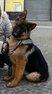 Black And Silver German Shepherd Puppies For Sale In Ohio What S Up There Germanshepherds German Shepherd Dogs German Shepherd Puppies Dogs