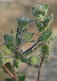 Image result for Pseudoconyza viscosa