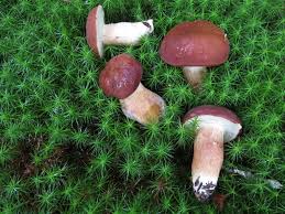Image result for Xanthoconium sp.