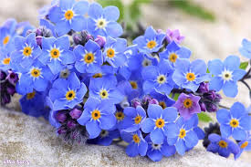 Ý nghĩa, hình ảnh đẹp của hoa lưu ly - Forget me not