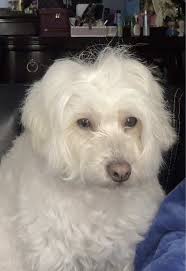 How to Play Daisy Bell