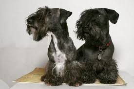 Image result for ČESKÝ TERIÉR