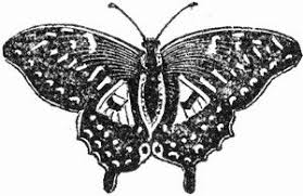 Black And White Butterfly Drawing Images Butterfly Black And White Drawing Reusableart Com Butterfly Black And White Black And White Drawing Black And White