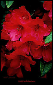 Red Rhododendrons By Jeanette C Landstrom Amazing Flowers Beautiful Flowers Pretty Flowers