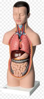 Buy the best and latest human torso body anatomy model on banggood.com offer the quality 609 руб. Torso Png Images Pngegg