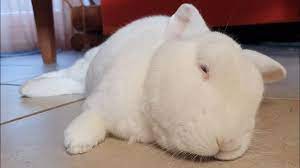A Cute Big Dreaming Albino Bunny Youtube