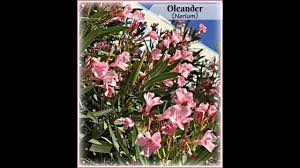 Wonder what poisonous plants for dogs to watch out for? Oleander Plant Toxic Plant For Pets Humans Oleandrin Is Poison Shirley Bovshow Youtube