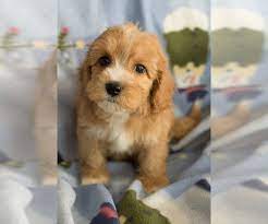 419 likes · 60 talking about this. View Ad Cavapoo Puppy For Sale Near Wisconsin Milwaukee Usa Adn 211449